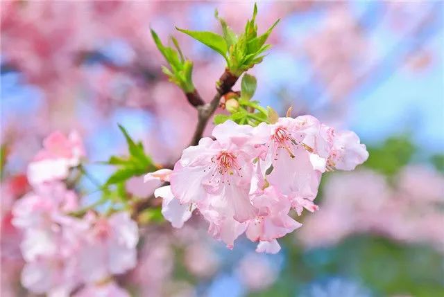 1678442466970567.jpg 1678442466970567.jpg