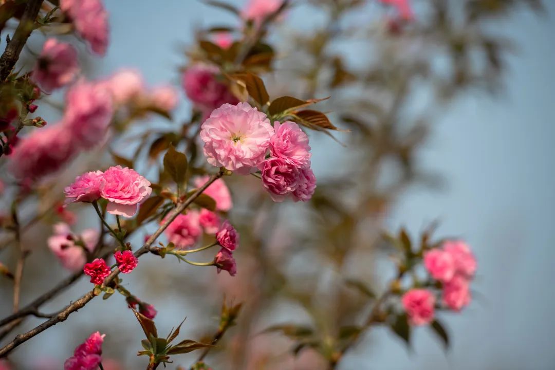 1678444714518437.jpg 1678444714518437.jpg