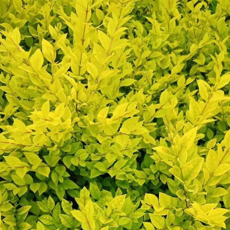 金葉女貞 金葉女貞